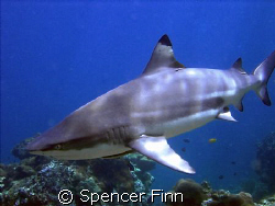 Blacktip shark, Phi Phi Island's Thailand. Manual white b... by Spencer Finn 